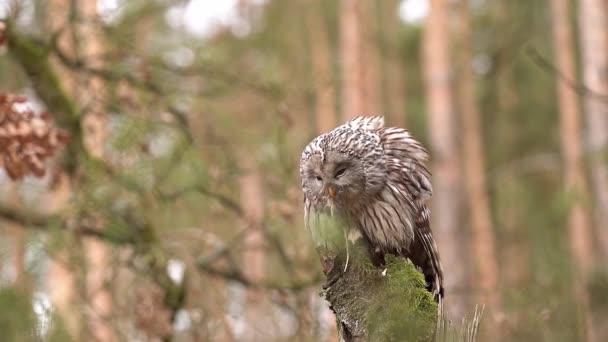 Ural Owl jí lovenou myš. Sova v lese na pařezu stromu s kořistí v drápech. Jemný zpomalený záběr v 100fps - Záběry, video