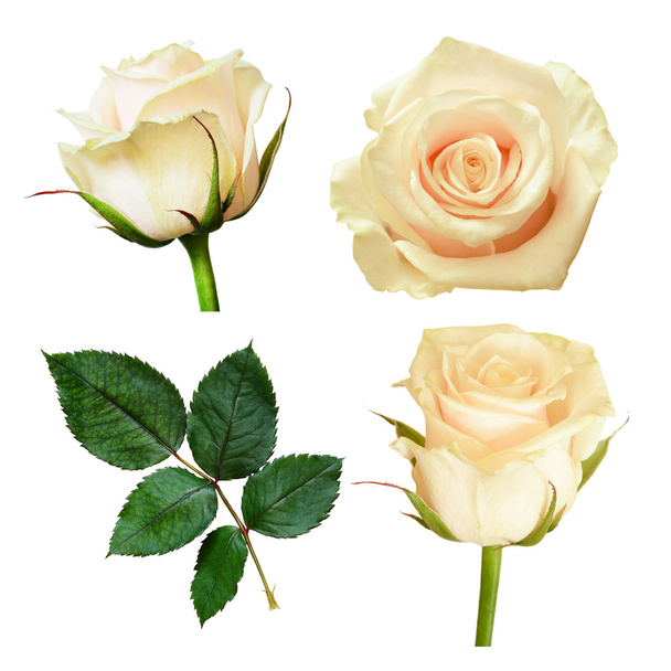 Set of white rose flowers - Foto, immagini