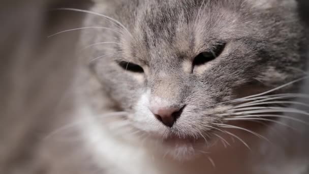 Het gezicht van een mooie zachte grijze kat liggend en doezelend op de bank. Selectieve focus. Close-up. - Video