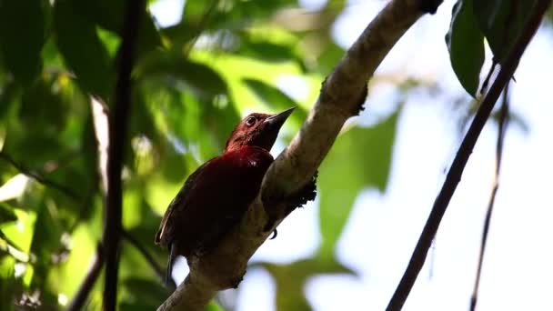 4K natureza animais selvagens imagens de banded woodpecker pássaro - Filmagem, Vídeo
