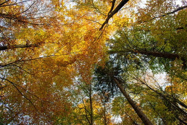 bright colors of the forest in autumn - Photo, Image