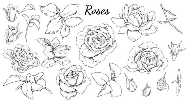 Set of roses and leaves isolated. Black and white. - Vetor, Imagem