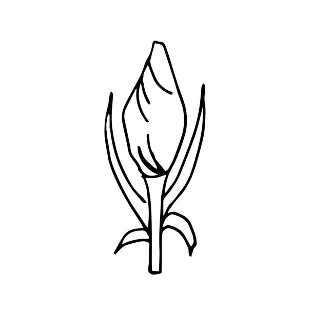 Jeden ručně kreslený květinový pupen. Vektorová ilustrace. Floristický prvek pro blahopřání, plakáty, samolepky a sezónní design. Izolováno na bílém pozadí - Vektor, obrázek