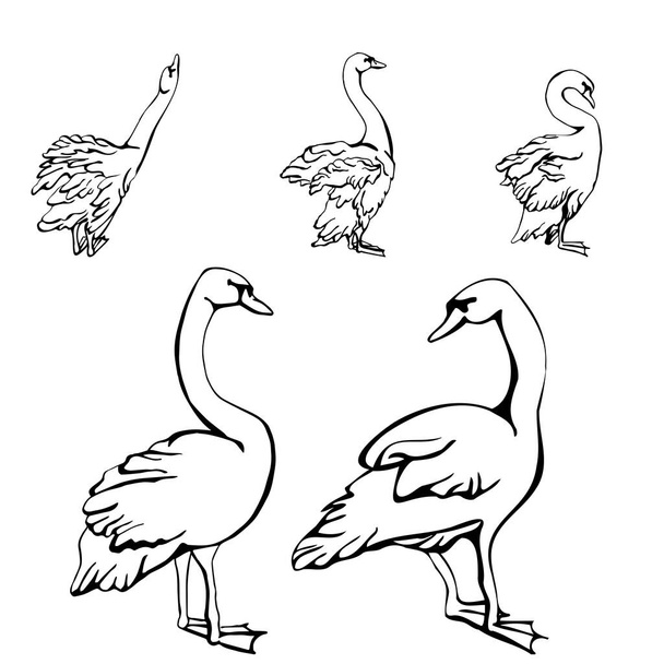 Vector set of silhouettes of swans in different poses. isolated on a white background. Collection of linear Swans icons. Vector illustration in sketch style.  decorative birds. hand drawn - Διάνυσμα, εικόνα