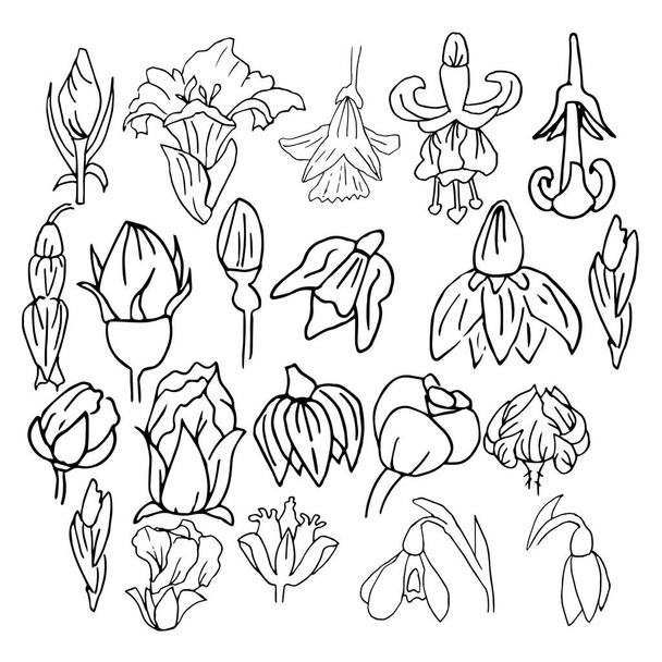 Set of spring buds. Flower budding. Vector collection for invitation design, gift packaging, and design. Hand-drawn.  Doodle style. - Vector, Image