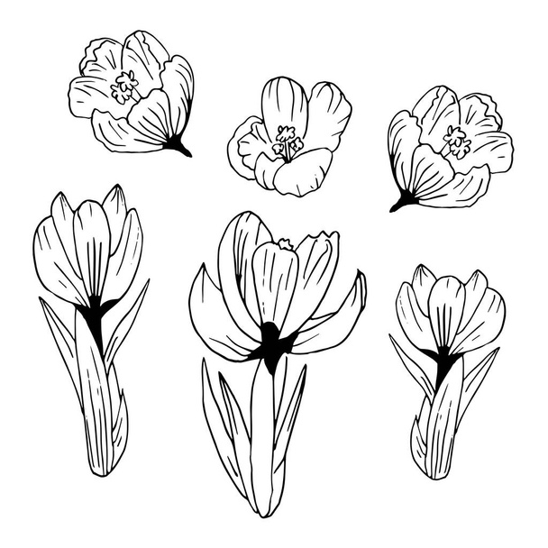 Spring flowers in vector. Doodle style. .Set of isolated Crocus. Cute hand-drawn flower vector illustration in black outline and white plane on white background. - Vektori, kuva