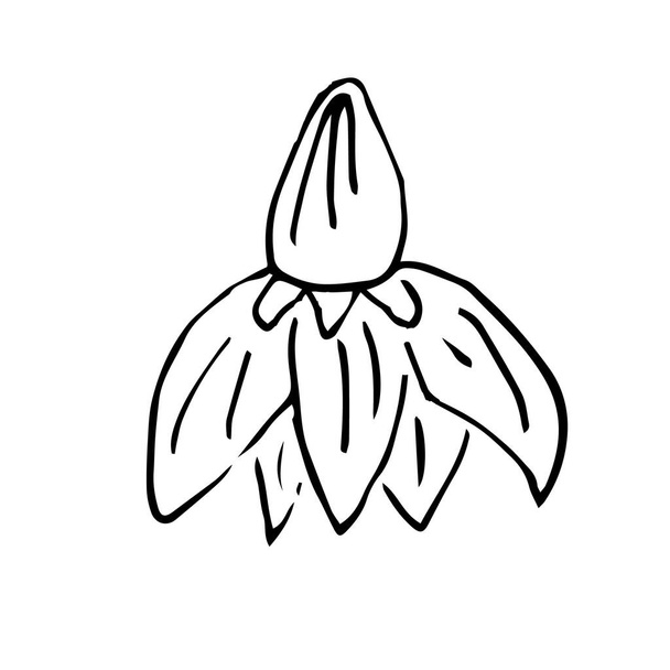 Квітка, намальована однією рукою. Doodle Векторні ілюстрації. Флористичний елемент для вітальних листівок, плакатів, наклейок та сезонного дизайну. Ізольовані на білому тлі
 - Вектор, зображення