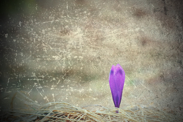 scratched abstract view of purple saffron - Photo, Image