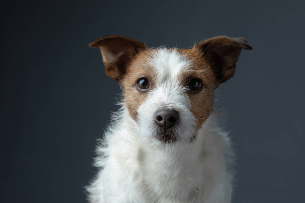 Portrait red dog on a gray background. Jack Russell Terrier - Fotó, kép