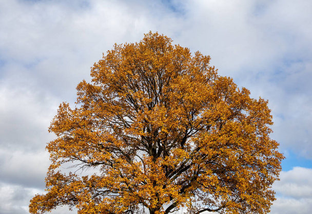 Roble con follaje dorado de otoño en un día soleado. Colorido paisaje otoñal. - Foto, Imagen