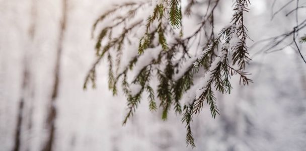 Pine trees are covered with snow on a frosty evening. Beautiful winter photo - Photo, Image