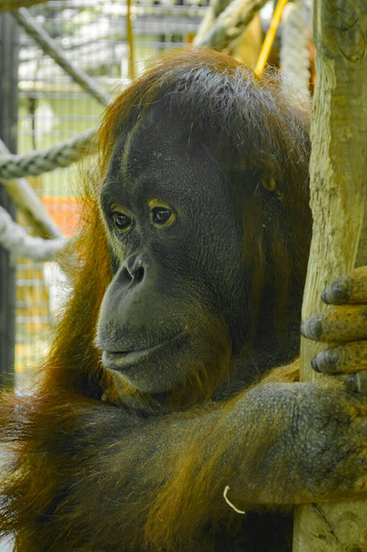 this is a close up of a orangutan. - Photo, Image