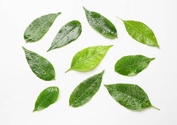 Nasse grüne Aschenblätter auf weißem Hintergrund - Foto, Bild