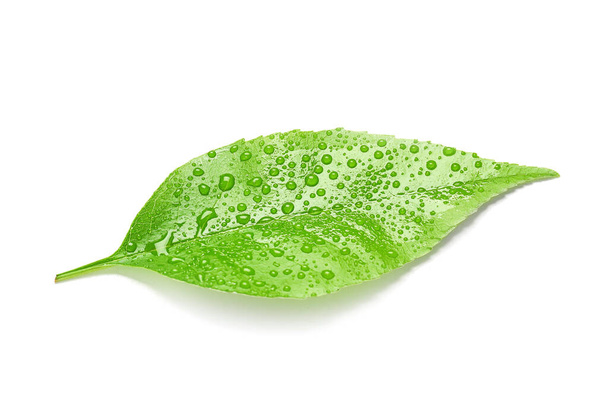 Hoja de fresno verde húmedo sobre fondo blanco - Foto, Imagen