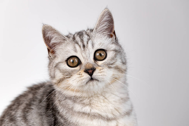 Scottish straight cat tabby on white background - Photo, image