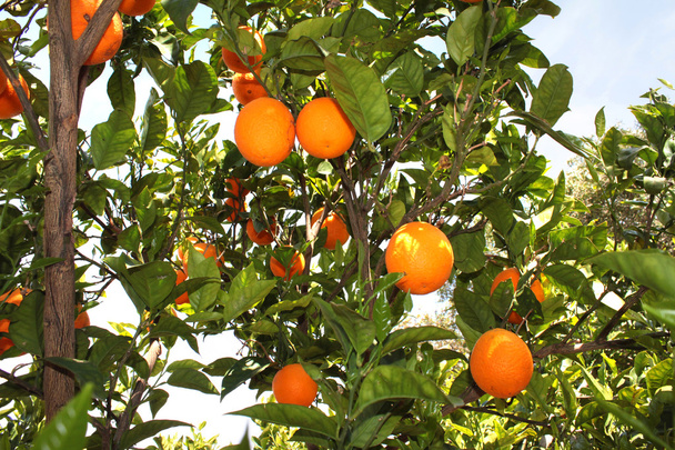 πορτοκαλιά - Φωτογραφία, εικόνα
