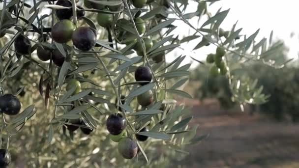 Plantación de aceitunas verdes y negras en España. Olivos rama moviéndose en el viento. Producción de aceite de oliva virgen extra - Metraje, vídeo