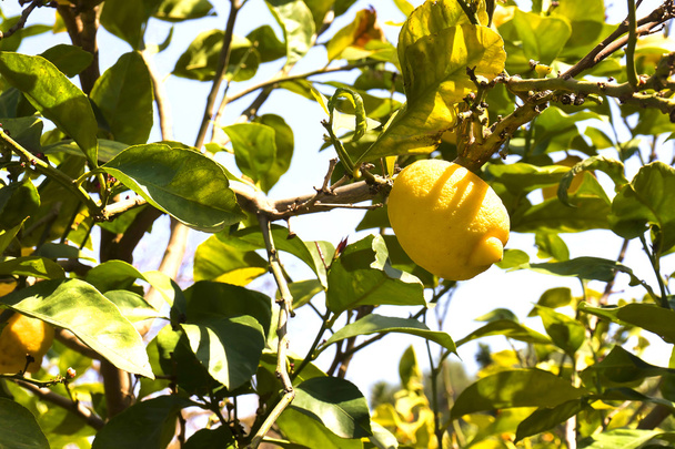 Sitruunapuu
 - Valokuva, kuva