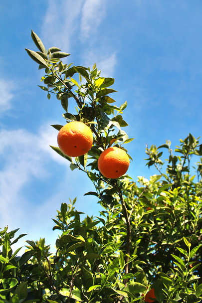 Orangenbaum - Foto, Bild