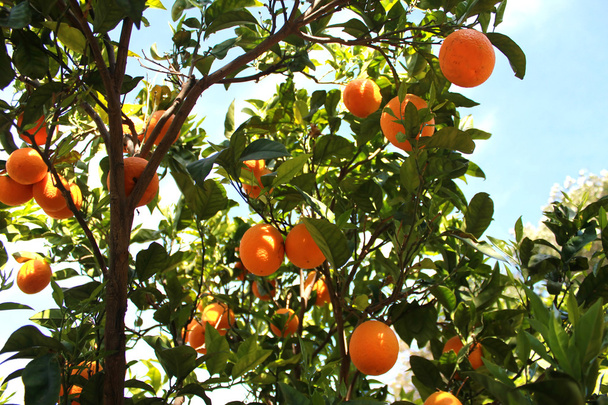помаранчевий дерево
 - Фото, зображення