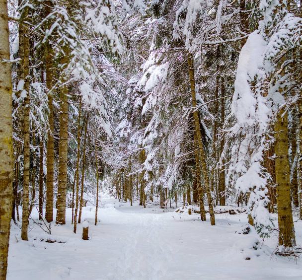 Snow on the spruce branches in the winter forest - Photo, image