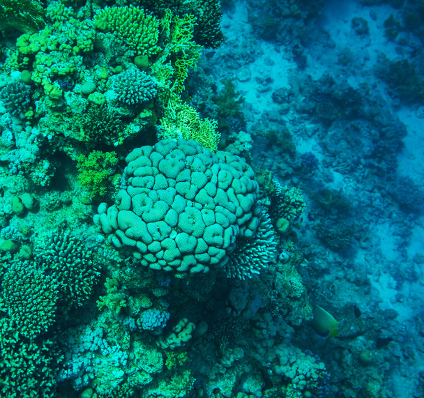 mercan resifi - Fotoğraf, Görsel