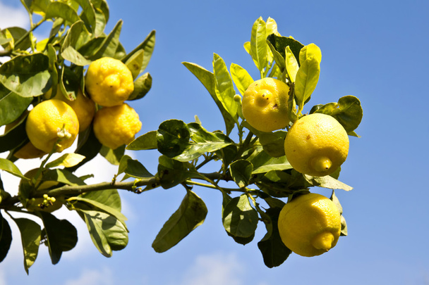 Albero di limone
 - Foto, immagini
