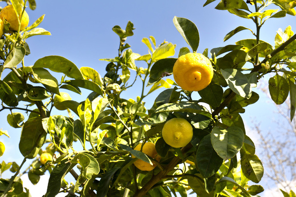 Лимонное дерево
 - Фото, изображение