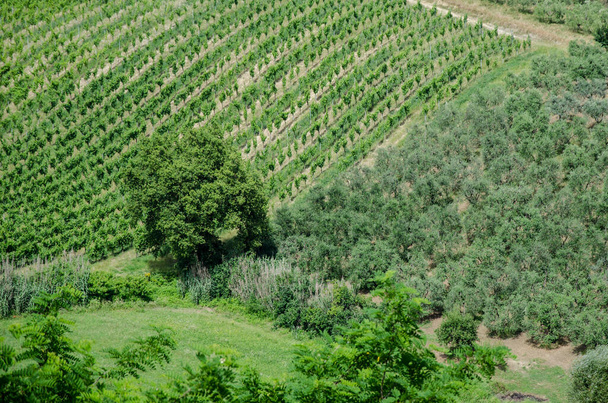 Удивительный весенний красочный пейзаж Тосканы. Зеленые поля и виноградники с оливковыми деревьями в Тоскане, Италия - Фото, изображение