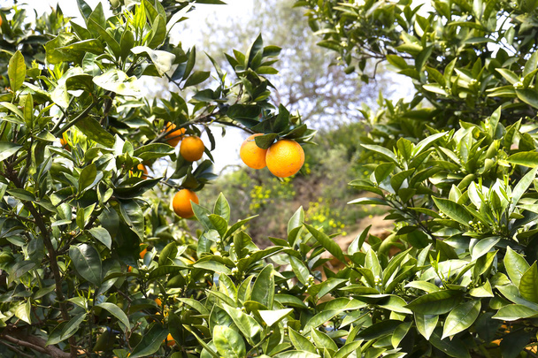 Orange tree - Photo, Image