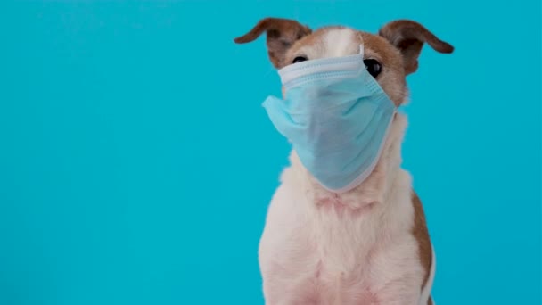 Dog in protective mask - Footage, Video