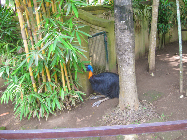 Le parc d'oiseaux à Bali île à l'Indonésie - Photo, image