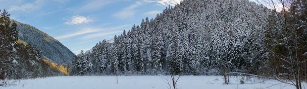 Снежные зимние горы с хвойными лесами в России - Фото, изображение