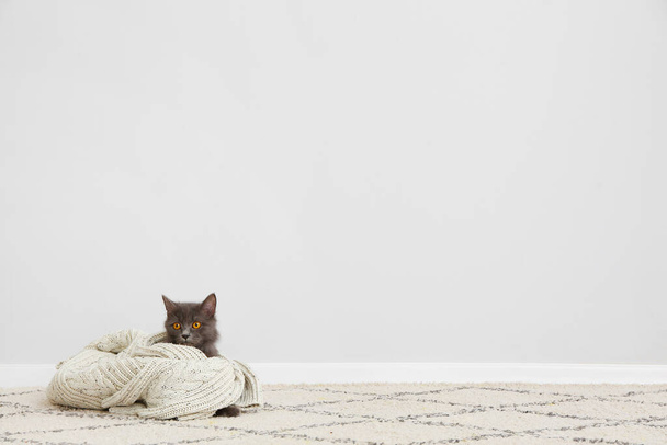 Cute cat with warm clothes at home. Concept of heating season - 写真・画像
