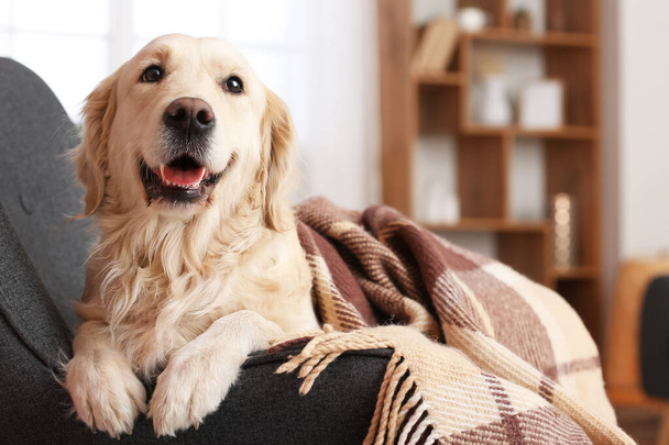 Leuke hond bedekt met warme ruitjes thuis. Begrip verwarmingsseizoen - Foto, afbeelding