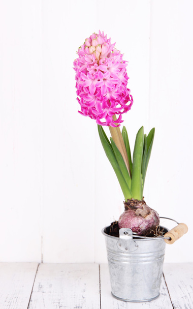 Pink hyacinth in bucket on table on wooden background - Valokuva, kuva