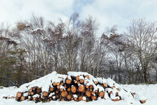 Деревянные бревна, покрытые снегом в лесу, сосновый лес, вырубленный после зимнего снегопада в сельской местности, куча сосен, вырубленных и сложенных в заснеженной сельской местности - Фото, изображение