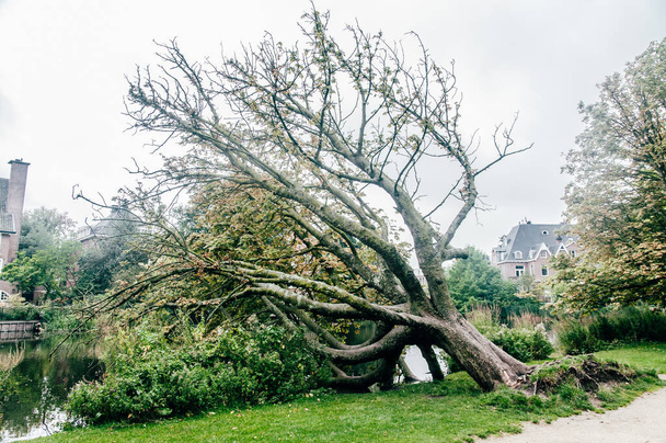 Umgestürzter Baum im vondelpark amsterdam the Netherlands an einem bewölkten Herbsttag - Foto, Bild