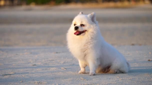 Encantador perro esponjoso - Imágenes, Vídeo