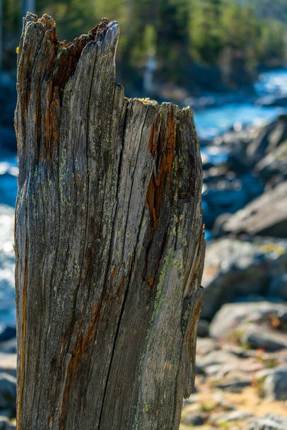 Viejo tocón de árbol muerto con detalles interesantes. Junto a un río salvaje en un bosque de pinos. Foto de alta calidad - Foto, Imagen