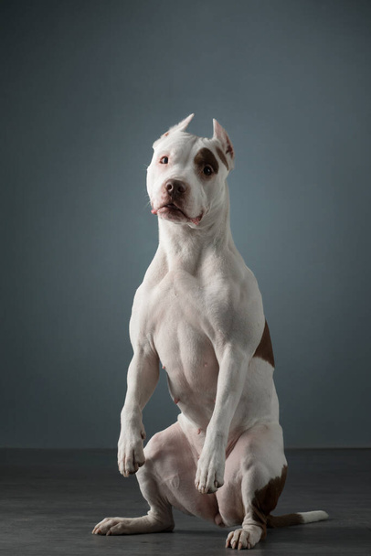 The dog on black. Beautiful spotted pit bull terrier. White-red color. - Fotografie, Obrázek