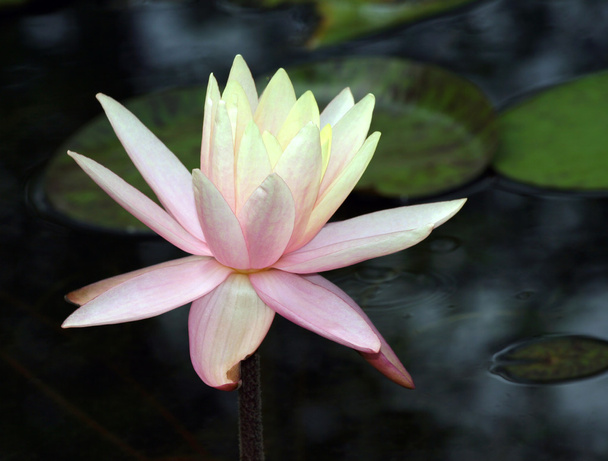 Beautiful Waterlily with green lily pads - Photo, Image