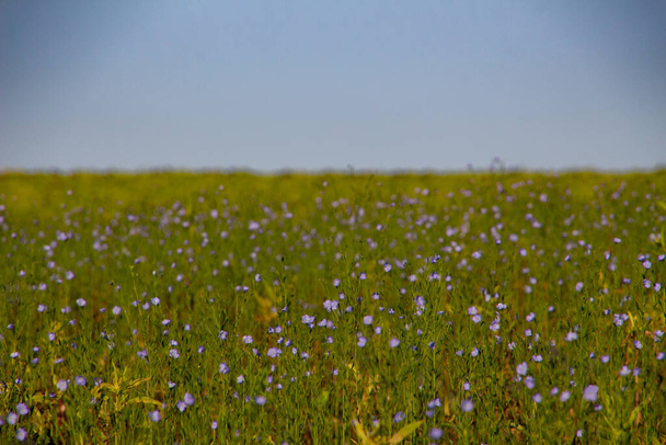 Flores azuis de campo comum de linho, também denominadas Linum usitatissimum, linhaça ou linhaça - Foto, Imagem