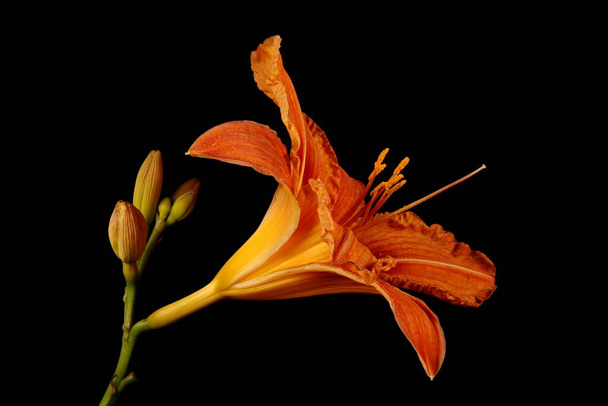 Orange Day-Lily (Hemerocallis fulva). Flower Closeup - Фото, зображення