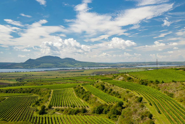 Viinitarhoja lähellä Nove Mlyny säiliö Palava Etelä-Määrin, Tsekin tasavalta - Valokuva, kuva