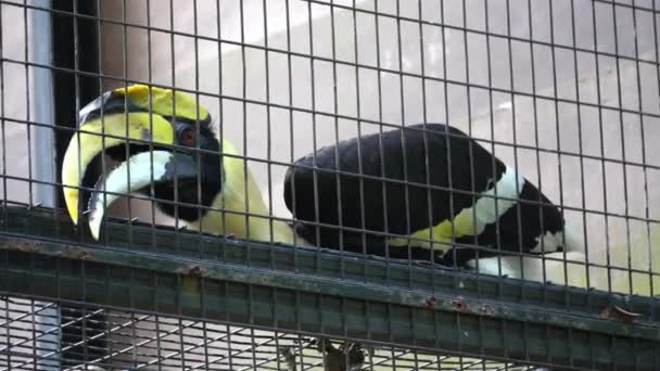 A hornbill use its beak try to open the steel cage - Footage, Video