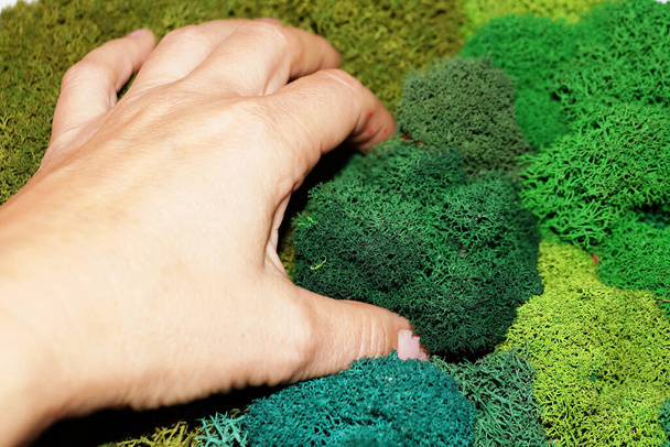 χέρι γυναίκας αγγίζοντας πράσινο σταθεροποιημένα βρύα close-up - Φωτογραφία, εικόνα