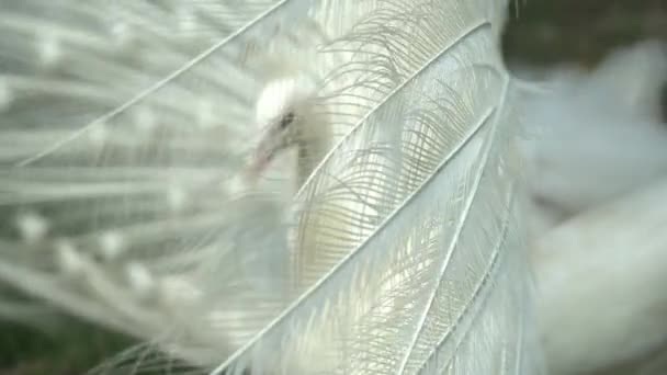 Close up the feather of white peacock. Slowly focus from feather to the head. - Footage, Video