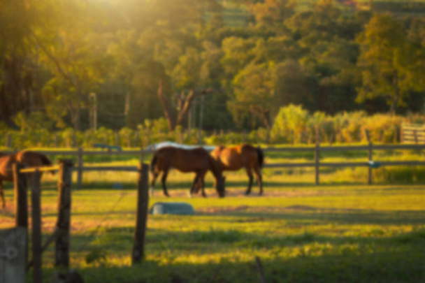 Fondo sfocato rurale con animali e tramonto. Immagine concetto di fattoria. - Foto, immagini