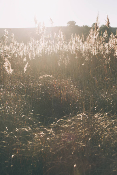 Суха трава на передньому плані, позаду заходу сонця. осінній пейзаж. спокійний і затишний фон природи
 - Фото, зображення